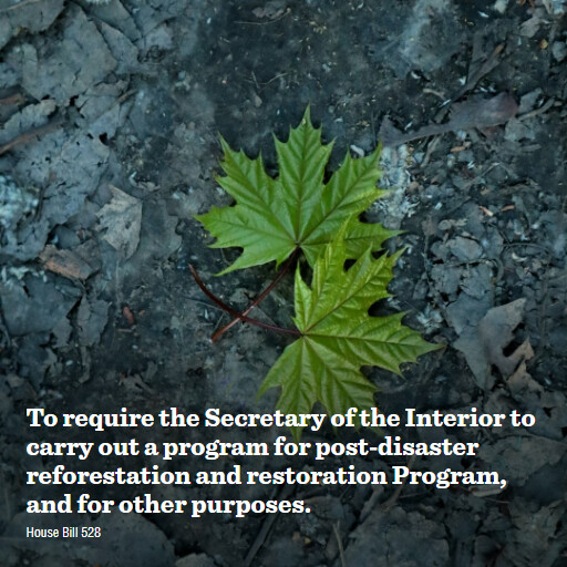 H.R.528 119 To require the Secretary of the Interior to carry out a program for postdisaster reforesta