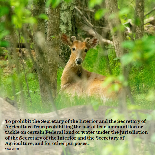 H.R.556 119 To prohibit the Secretary of the Interior and the Secretary of Agriculture from prohibitin