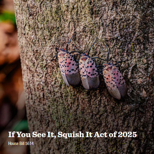 H.R.5614 119 If You See It Squish It Act of 2025